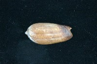 藏品(榧螺)的圖片